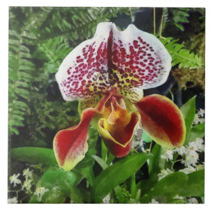 Paph Fiordland Sonnenuntergang Orchidee Fliese