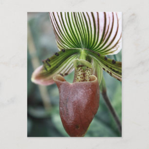Paphiopedilum-Damenschuh-Blume Postkarte