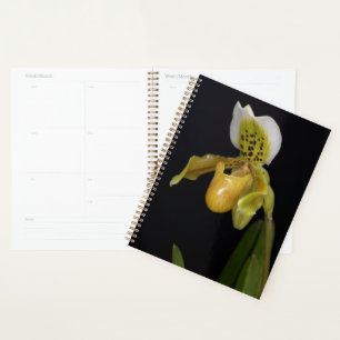 Paphiopedilum Exul Planer