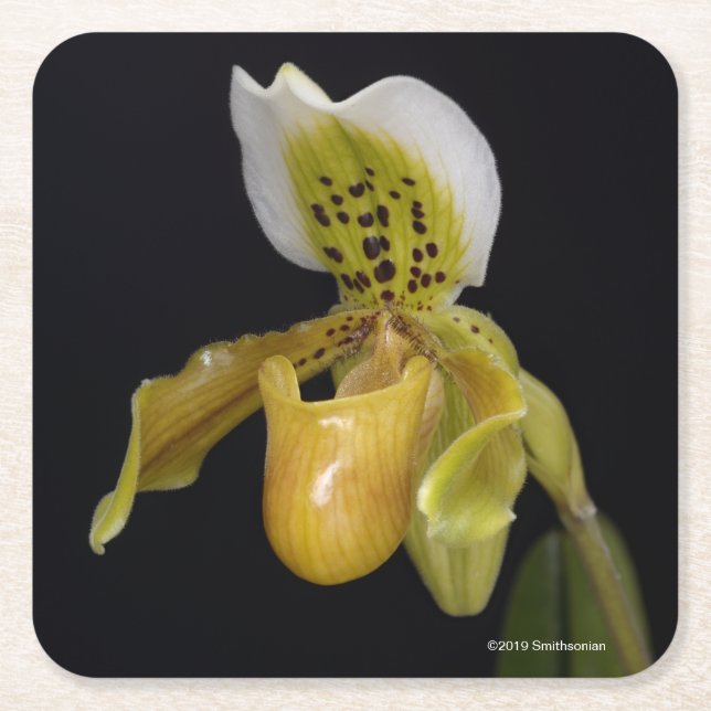Paphiopedilum Exul Rechteckiger Pappuntersetzer (Vorderseite)