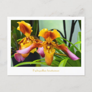 Paphiopedilum hirsutissimum postkarte