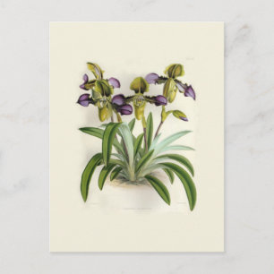 Paphiopedilum hirutissimum by W H Fitch Postkarte