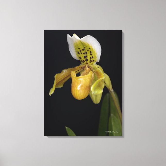 Paphiopedilum Leinwanddruck (Vorderseite)