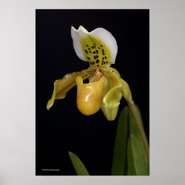 Paphiopedilum Poster (Vorne)