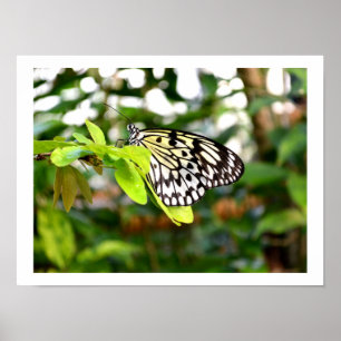 Papier-Schmetterling Poster