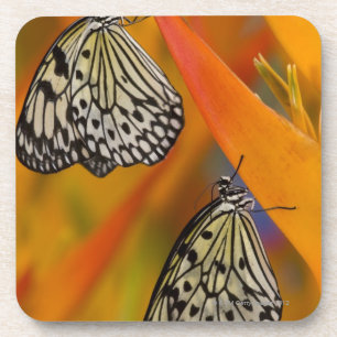 Papierdrachen-Schmetterlinge (Idee leuconoe) auf Getränkeuntersetzer