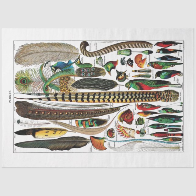 Papiere für die Papierspulenspalte in französische Seidenpapier (Vorderseite)