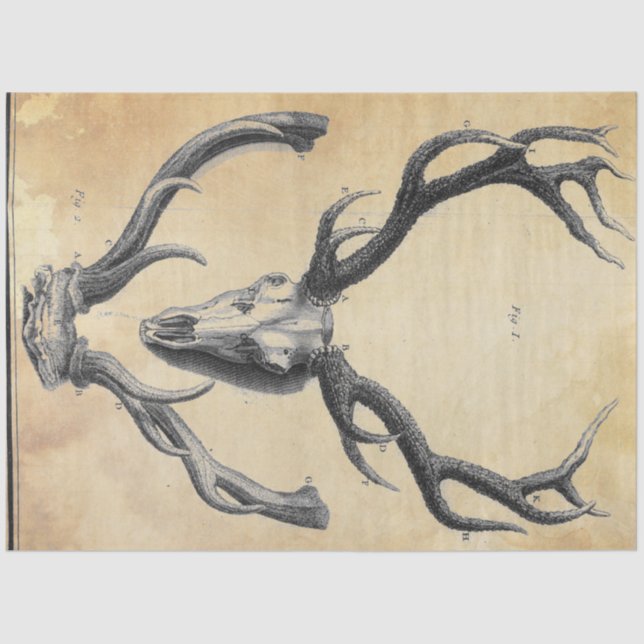 Papierentpackung Seidenpapier (Vorderseite)