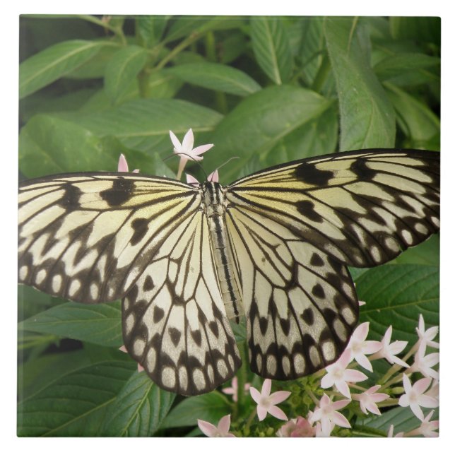 Papierkite Butterfly-Ziegel Fliese (Vorderseite)