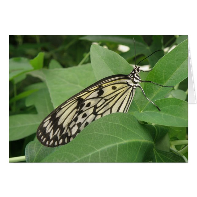 Papierkite-Makro-Grußkarte (Vorderseite (Horizontal))
