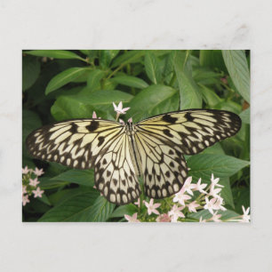 Papierkite-Schmetterling-Postkarte Postkarte