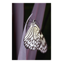 Papiermantel lila fotodruck