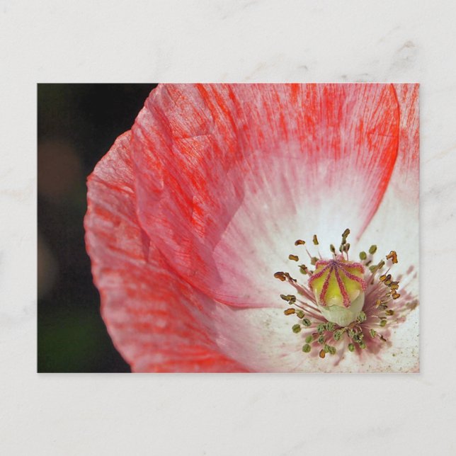 Papiermohn Postkarte (Vorderseite)