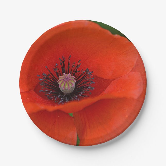 Papierplatte aus rotem Mohn Pappteller (Vorderseite)