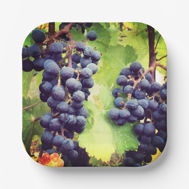 Papierplatte Pappteller (Vorderseite)