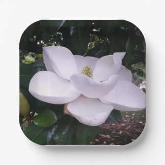 Papierplatte Pappteller