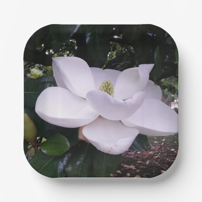 Papierplatte Pappteller (Vorderseite)