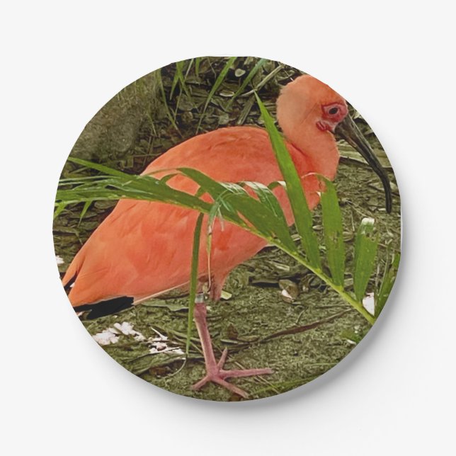 Papierplatte Pappteller (Vorderseite)