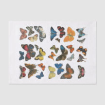 Papierschmetterlingseigenschaft