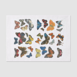 Papierschmetterlingseigenschaft Seidenpapier