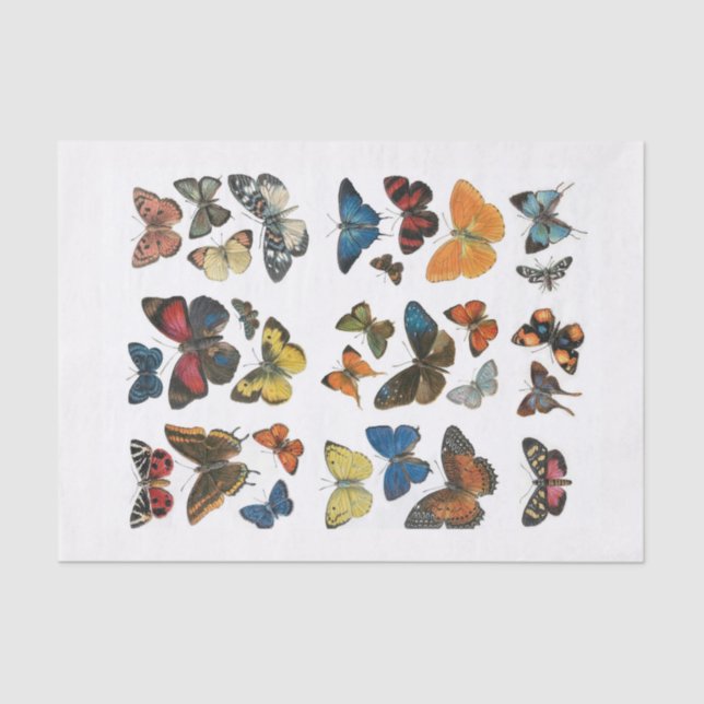 Papierschmetterlingseigenschaft Seidenpapier (Vorderseite)