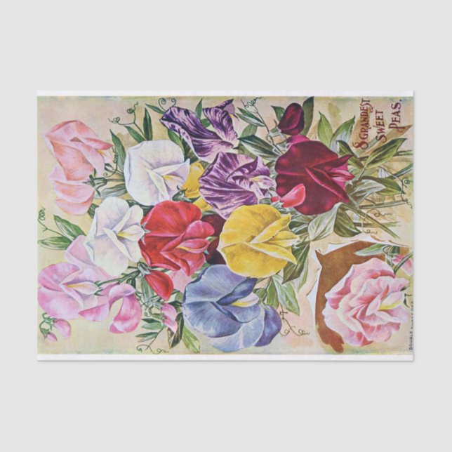 Papiertaschentuch für antike Platterbsen Seidenpapier (Vorderseite)