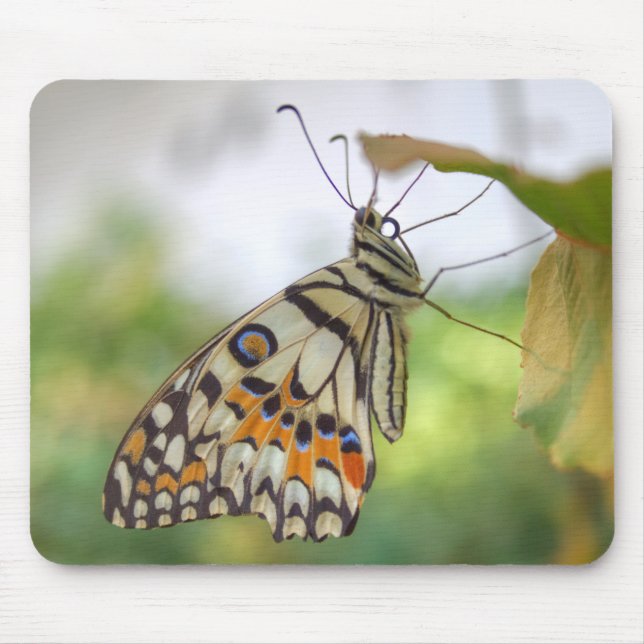 Papilio demoleus mousepad (Vorne)