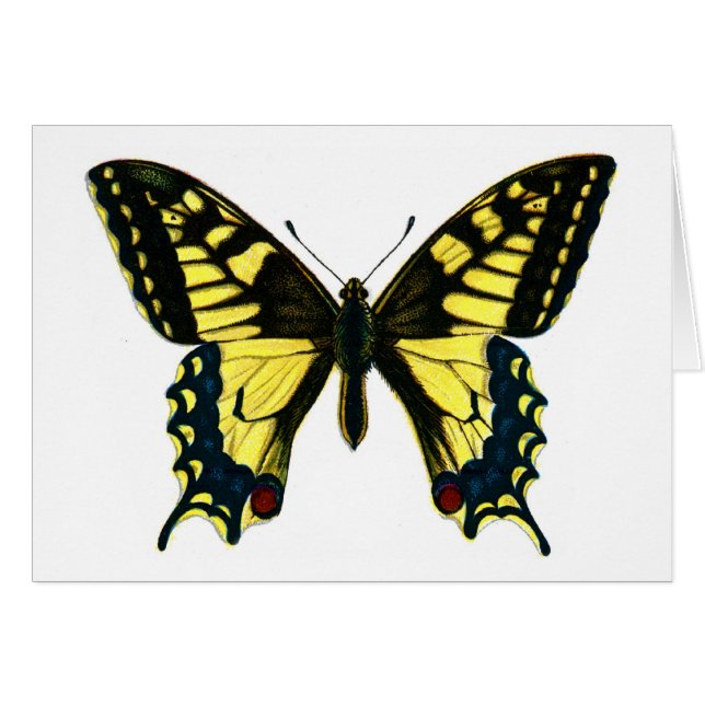 Papilio Machaon (Vorderseite (Horizontal))