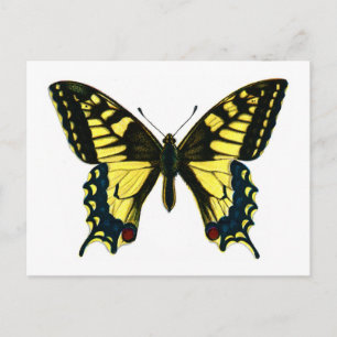 Papilio Machaon Postkarte