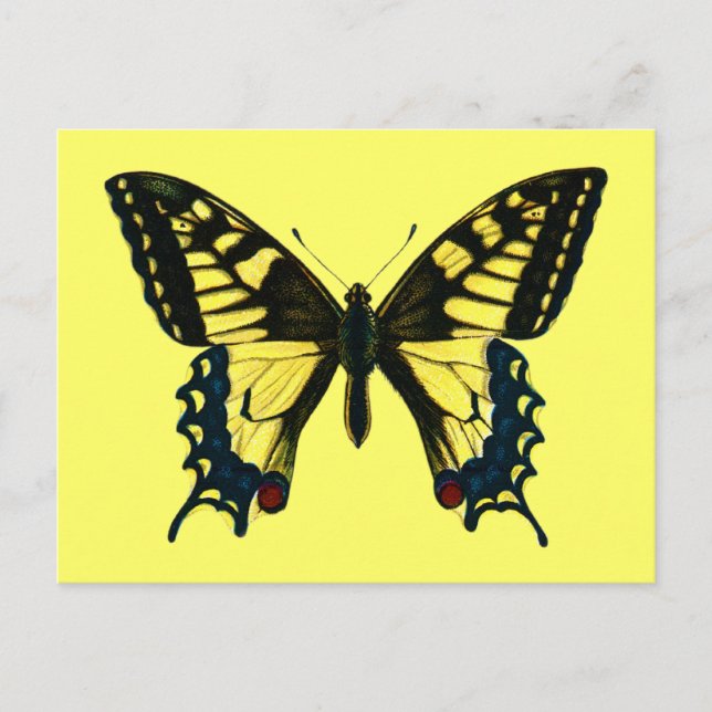 Papilio Machaon Postkarte (Vorderseite)