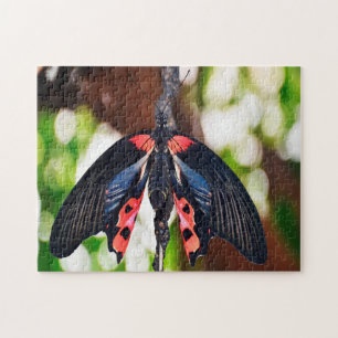 Papilio Rumanzovia Butterfly. Puzzle