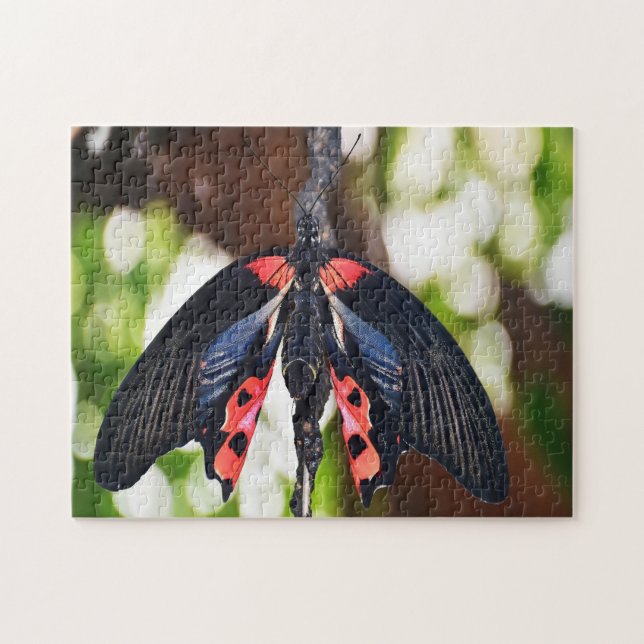 Papilio Rumanzovia Butterfly. Puzzle (Horizontal)