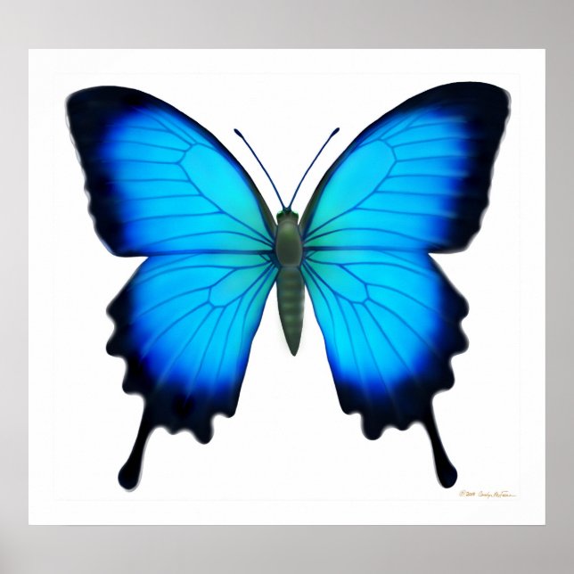 Papilio Ulysses Butterfly Poster (Vorne)