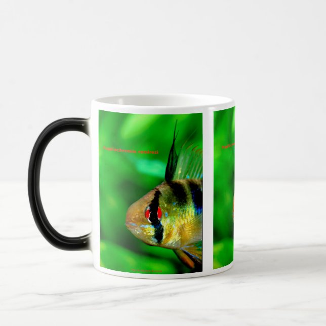 Papiliochromis ramirezi verwandlungstasse (Links)