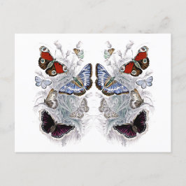 Papillen Postkarte