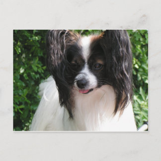 Papillen Postkarte