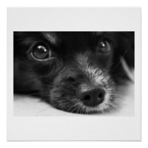 Papillenfläche Poster