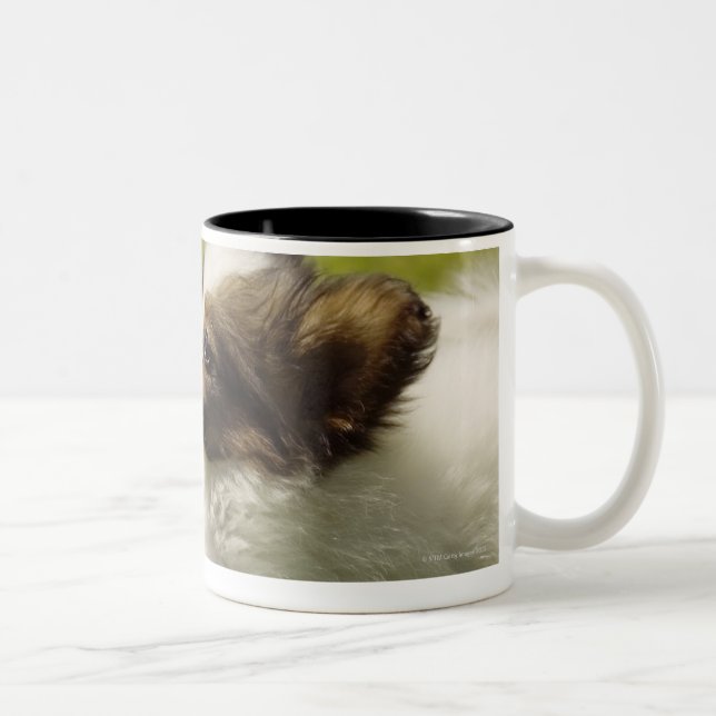 Papillon 2 zweifarbige tasse (Rechts)