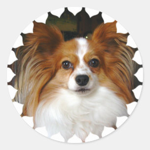 Papillon Aufkleber