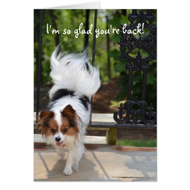 Papillon bin ich, also froh sind Sie zurück (Vorne)