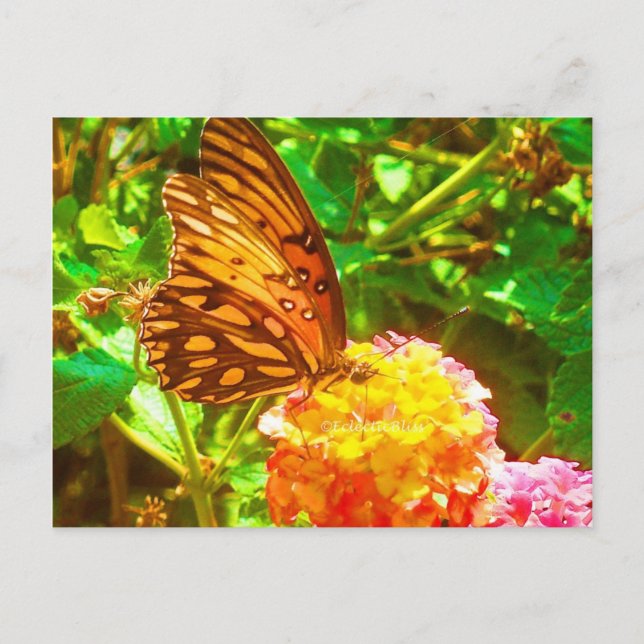 Papillon (Butterfly) Postkarte (Vorderseite)