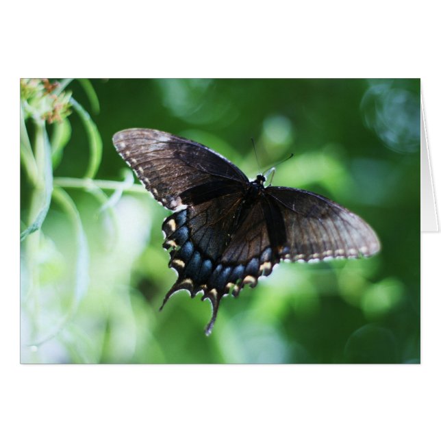 "papillon de jardin" von Larry Coressel (Vorderseite (Horizontal))