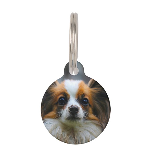 Papillon Dog. Haustiermarke (Vorderseite)