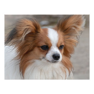 Papillon Dog Portrait Fotodruck