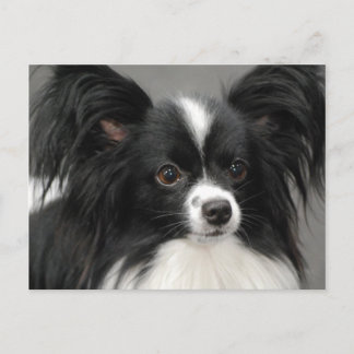Papillon Dog Postcard Postkarte