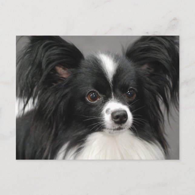 Papillon Dog Postcard Postkarte (Vorderseite)
