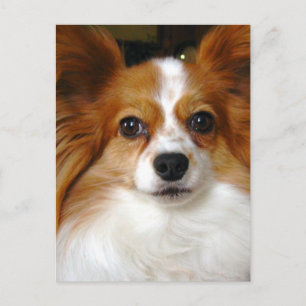 Papillon Dog Postcard Postkarte