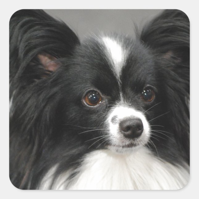 Papillon Dog Stickers (Vorderseite)