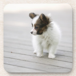 Papillon Getränkeuntersetzer
