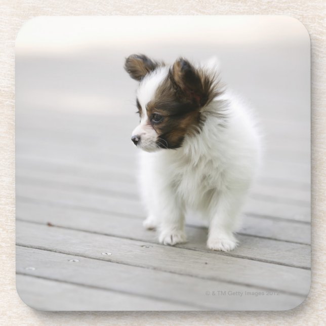 Papillon Getränkeuntersetzer (Vorderseite)